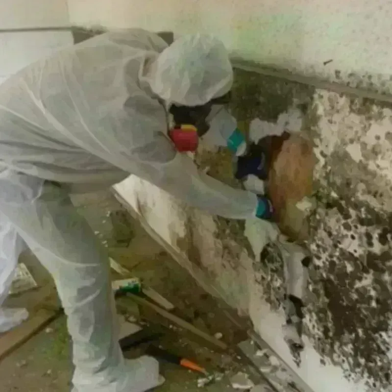 Mold Remediation and Removal in Tonawanda, NY